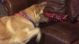 Dogs silly reaction