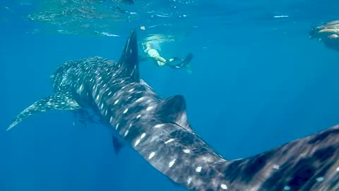 People Swimming with the Whale Shark