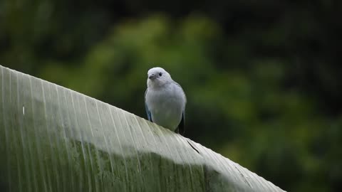 parrot-bird-banana-tree-avian