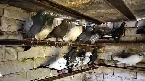 Beautiful pigeon breeder pair best flying