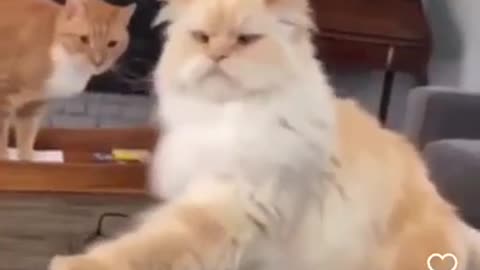 cute and funny cat