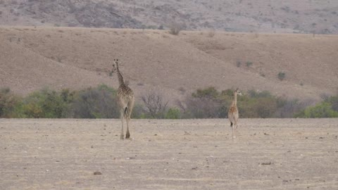 Mother and baby giraffe walking on the savanna