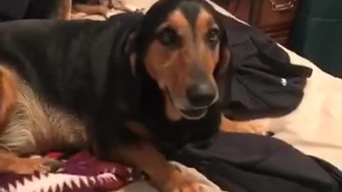 Basset hound wags tail into blonde chihuahua on bed