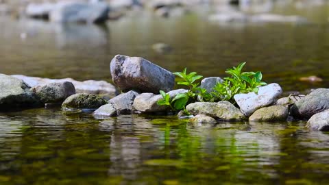 Relaxing sounds of the forest river and wonderful piano music