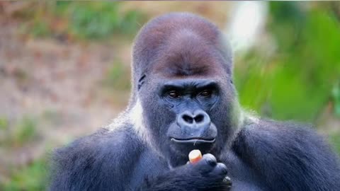 Chimpanzee eating carrot with music