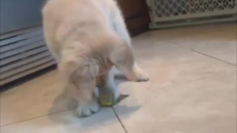 Puppy Can't Resist Playing With Lemon