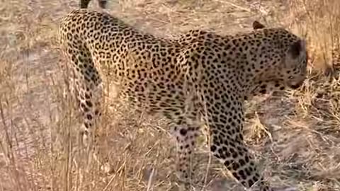 Leopard Gets Punished For Kidnapping a Lion Cub