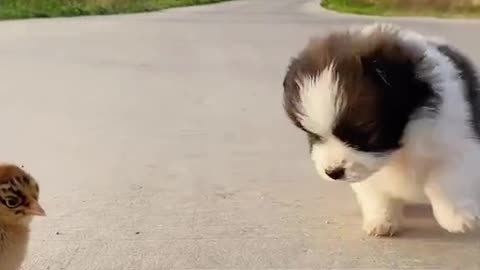 Dog race with chick