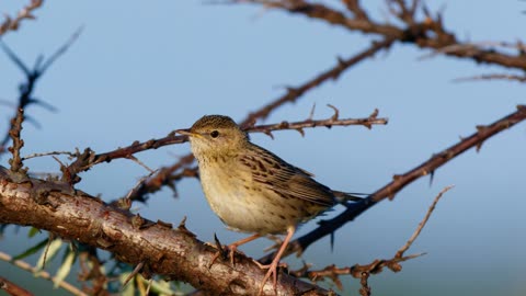 The Grasshopper Warbler: Close Up HD Footage (Locustella naevia)