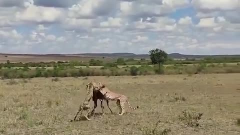 Crazy moment Antelope against the Cheetah and Hyena Predator Alliance.