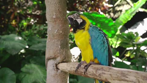 The beautiful bird parrot