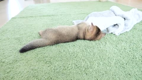 Kitten Kiki and chicks disturb daddy cat's kneading