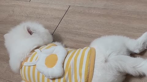 Baby puppy dreaming on a cushion