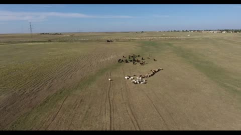 Aerial view shepherd grazes herd of cows and sheep on beautiful boundless meadow under boundless sky