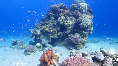 Underwater world in Eilat. Scuba Diving in Israel.