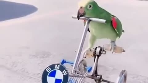 cute parrot ride on his BMW bicycle