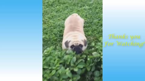 Cute Pets And Funny Animals Compilation 16 Pets Garden 01