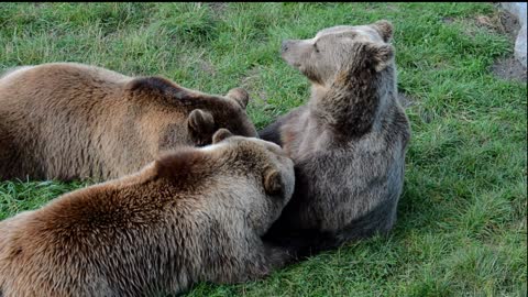 european bear breast feed