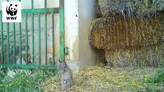 Cute Iberian Lynx Kittens Play Around In Haystacks 05