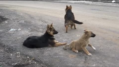 Dog Training