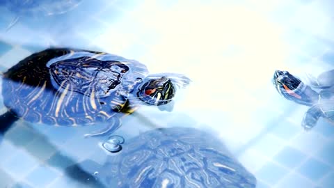 young turtles swimming