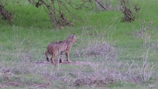 Bobcat from Pamo Valley