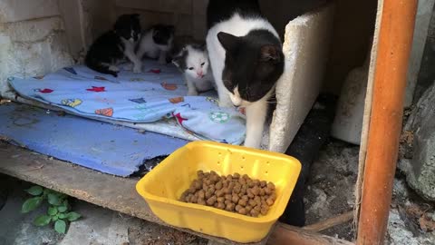 Mother cat showing love to her kittens