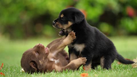 Cute Puppy baby dog playing in the green park