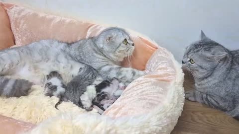 Papa Cat finds his newborn kittens and kisses Mama Cat Chloe the cat and kittens