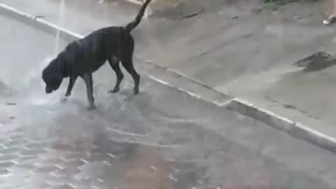 Dog playing in the rain with its owner♡