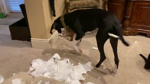 Great Dane puppy busted after totally destroying paper towel roll