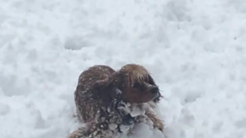 Cocker Spaniel Snow Ball