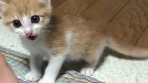 Angry Cat 😾 Cute Cat Videos