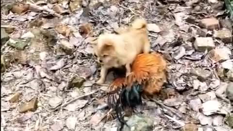 chiken and dog fight; funy dog video