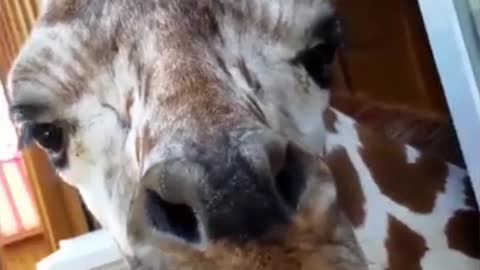 Jiraffe eating carrots