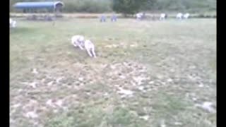 Husky Dog Park