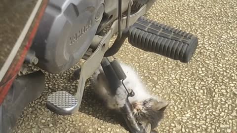 The cat's ready to repair your motorcycle