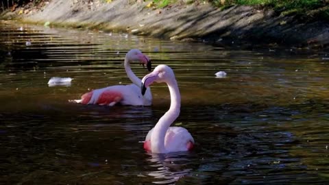 Flamingos birds plumage