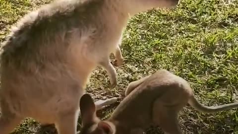 Boy And His Baby Kangaroo Are Inseparable | The Dodo Soulmates