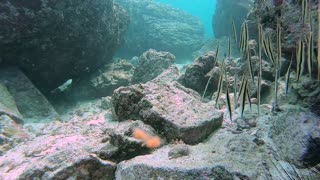 A Close Up View of a School of Razor Fish