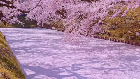 A clean and beautiful river with flowers and trees on both sides