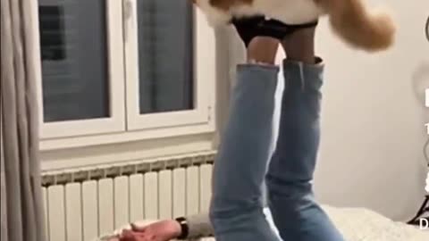 Very Funny Cat Video