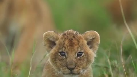 Cute baby animals 🦁 🐘🦒 🦏