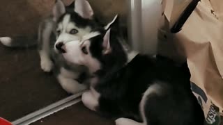 Husky Puppy Plays With Her Mirror Friend