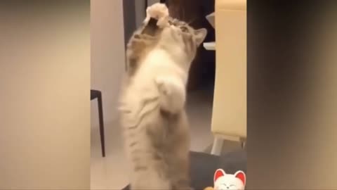 Funny reaction of the cat trying to copy the movement of the toy