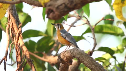 An Orange Headed Thrush Singing