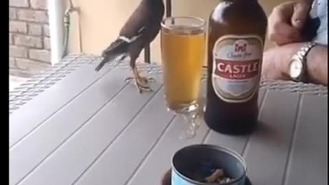 #Bird drink in a bird __ drink bird