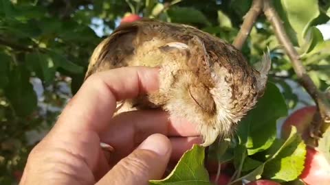 A very cute small owl