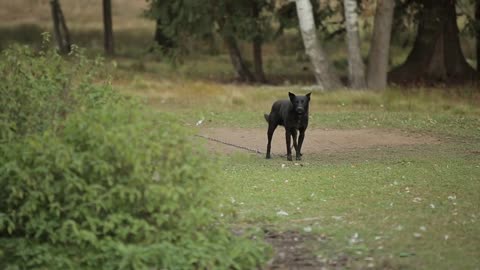 Big black dog stands barking against the background of trees in the village