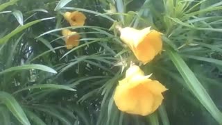 4 yellow bell flowers, filmed near the forest, are very beautiful! [Nature & Animals]